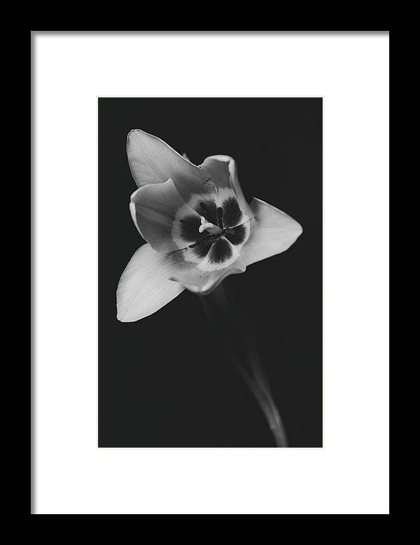 Bloom Framed Print featuring the photograph Tulip 16-0085 by Desmond Manny