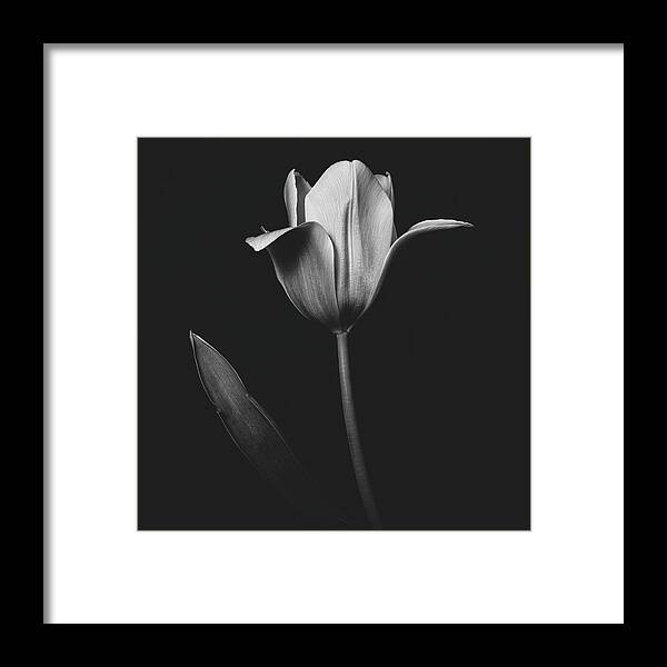 Tulip Framed Print featuring the photograph Tulip 0155 by Desmond Manny