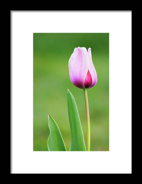 Tulip Framed Print featuring the photograph Tulip 2 by Ram Vasudev