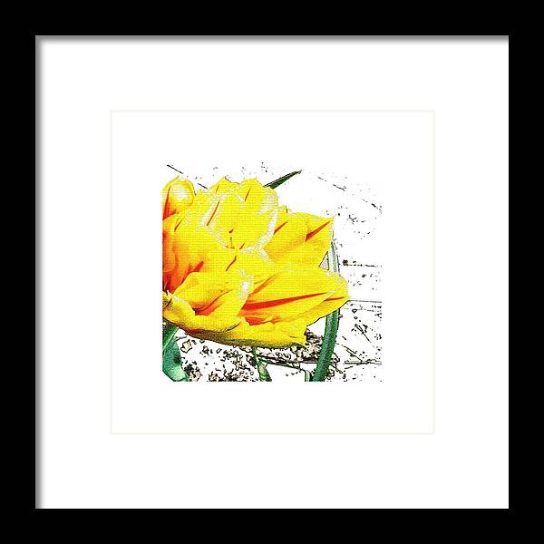 Tulip Framed Print featuring the photograph Tulip 3 by Vesna Martinjak