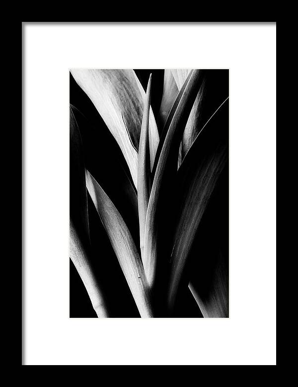 Tulips Framed Print featuring the photograph Tulip Abstract by Mike Eingle