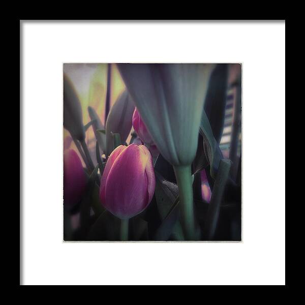 Tulip Framed Print featuring the photograph Tulip by Anne Thurston