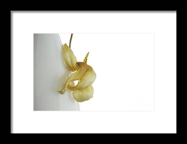 Dried Tulip Framed Print featuring the photograph Tulip Curl by Ann Garrett