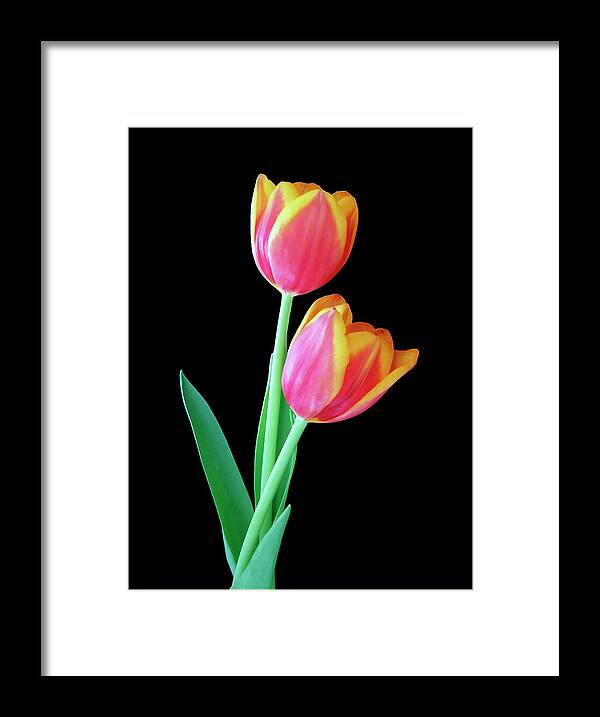 Tulip Framed Print featuring the photograph Tulip Duo by Johanna Hurmerinta