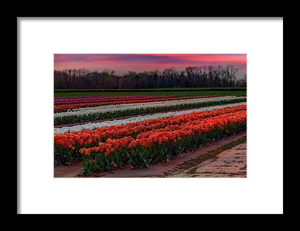Tulip Framed Print featuring the photograph Tulip Farm by Susan Candelario