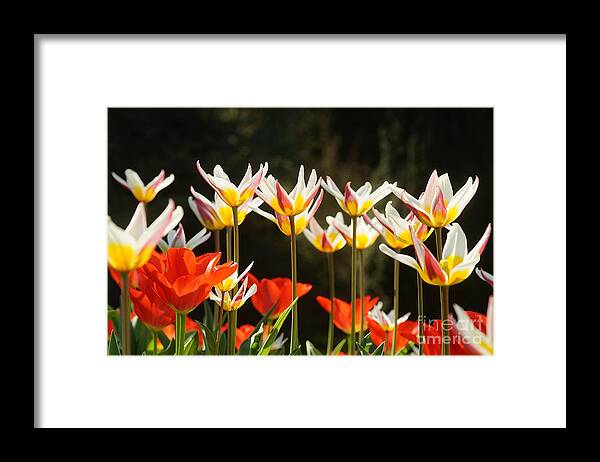 Prott Framed Print featuring the photograph Tulip Field 11 by Rudi Prott