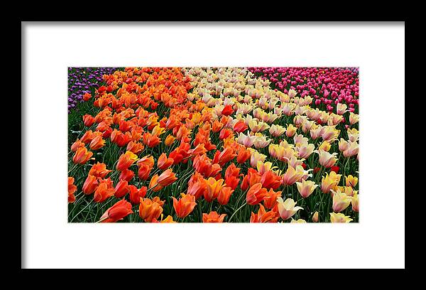 Hollander Framed Print featuring the photograph Tulip Field with Orange and Pink by Michelle Calkins