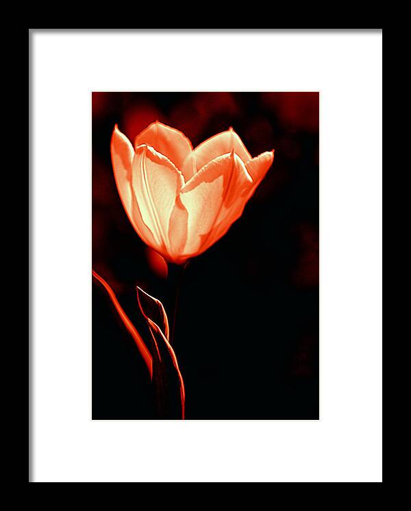 Art Framed Print featuring the photograph Tulip I Orange on Black by Joan Han