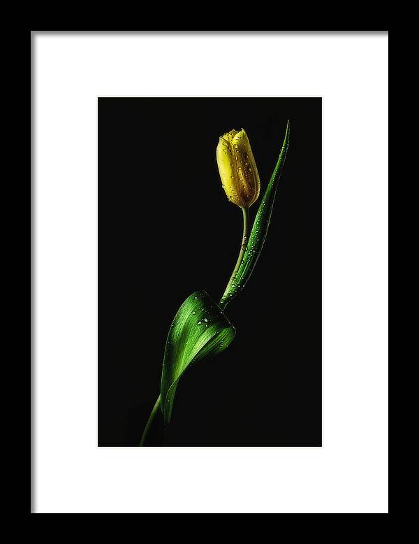 Tulip Framed Print featuring the photograph Tulip by Joe Conroy