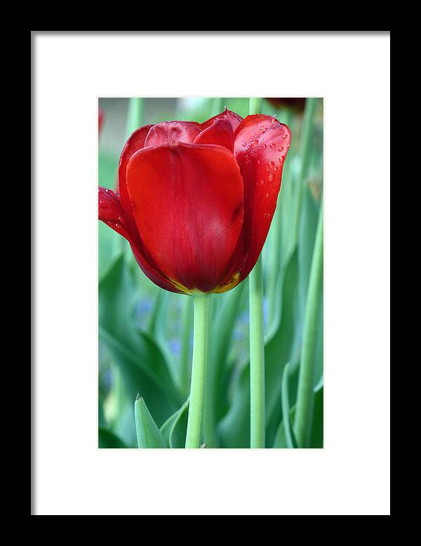 Red Tulip Framed Print featuring the photograph Tulip by Michelle Joseph-Long