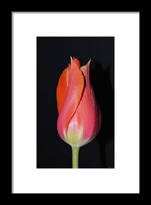 Tulips Framed Print featuring the photograph Tulip model nr. 1 by Felicia Tica