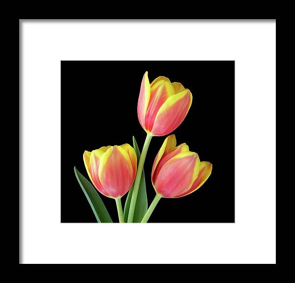 Tulip Framed Print featuring the photograph Tulip Passion by Johanna Hurmerinta