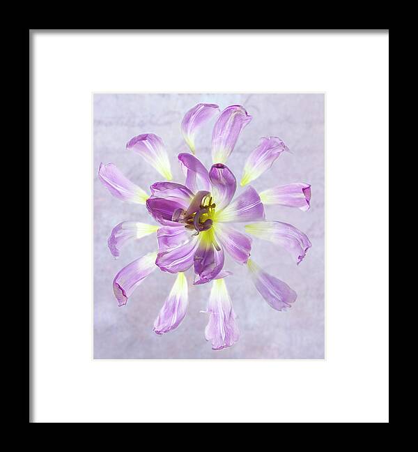 Tulip Framed Print featuring the photograph Tulip Patterns by Diane Fifield