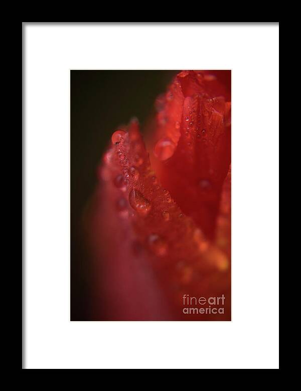 Tulip Framed Print featuring the photograph Tulip Petal raindrops-1844 by Steve Somerville