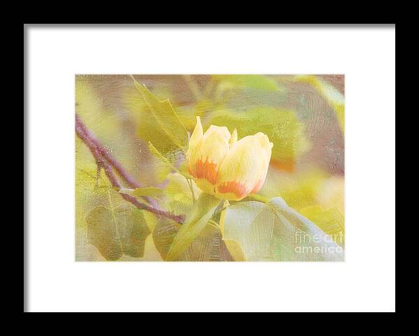 Tulip Poplar Framed Print featuring the photograph Tulip Poplar by Patricia Montgomery
