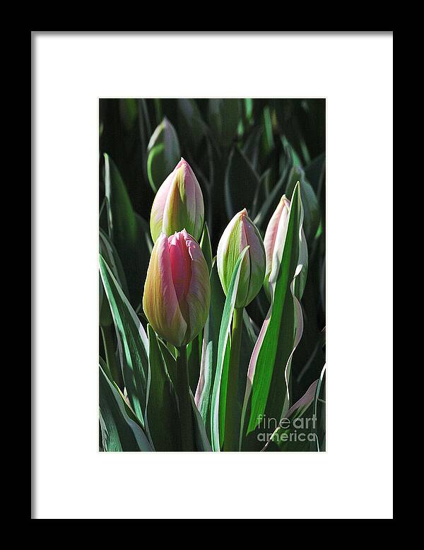 Floral Framed Print featuring the photograph Tulip Series 3 by Edward Sobuta