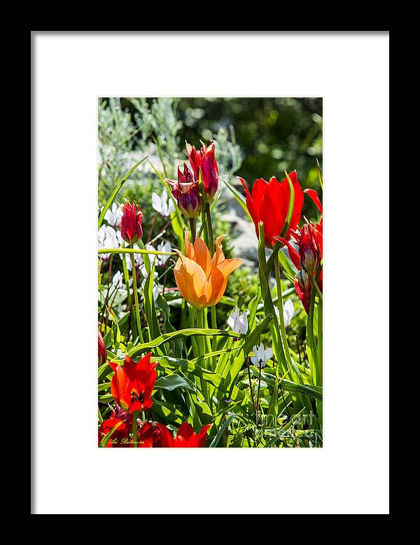Spring Framed Print featuring the photograph Tulip - The orange one by Arik Baltinester