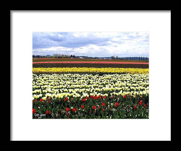 Tulips Framed Print featuring the photograph Tulip Town 4 by Will Borden