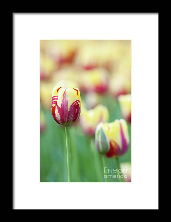 Tulip Framed Print featuring the photograph Tulip World Expression by Tim Gainey