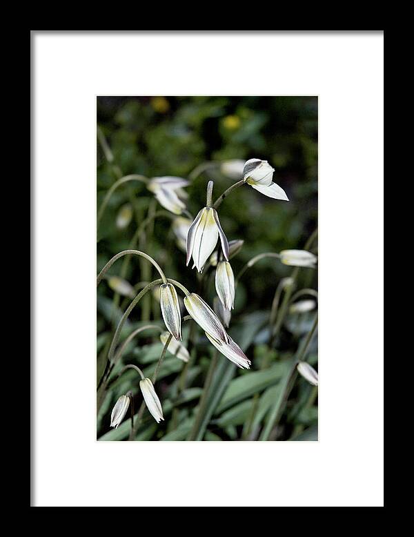 Flowers Framed Print featuring the photograph Tulipa Turkestanica by JGracey Stinson
