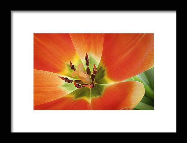 Orange Flower Framed Print featuring the photograph Tuliplicious 2 by Jill Love