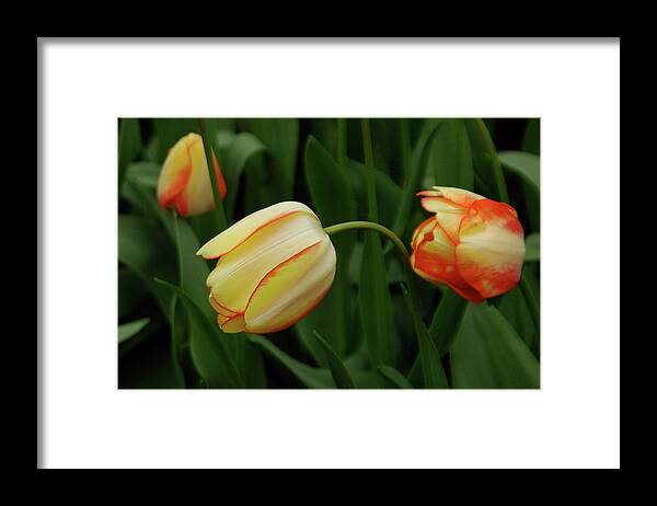 Tulipa Gesneriana Framed Print featuring the photograph Nodding Tulips by Adele Aron Greenspun