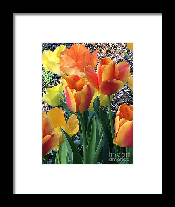Tulips Framed Print featuring the photograph Tulips Awakened by Karen Ann