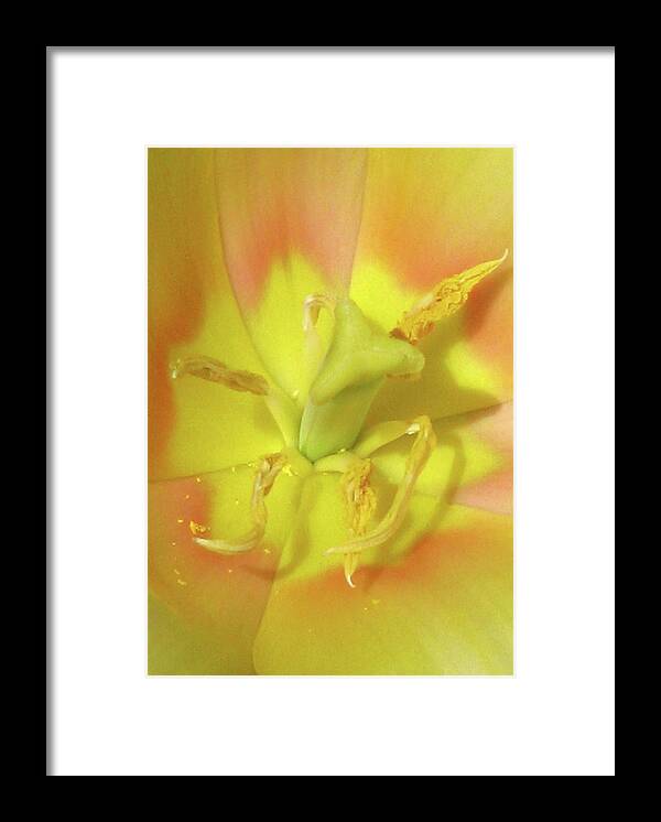 Tulip Framed Print featuring the photograph Tulips - Beauty In Bloom 22 by Pamela Critchlow