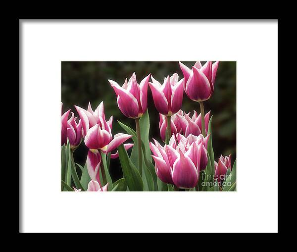   Tulips Framed Print featuring the photograph Tulips bed by Kim Tran