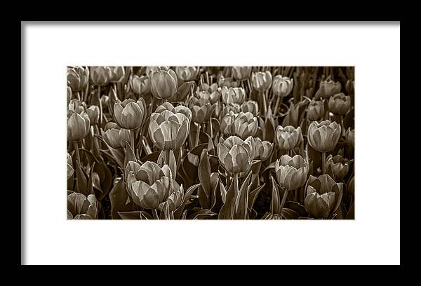 Flower Framed Print featuring the photograph Tulip Garden by Phil Cardamone