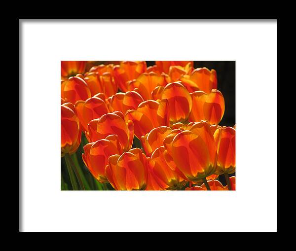 Flower Framed Print featuring the photograph Tulips In Light by Alfred Ng