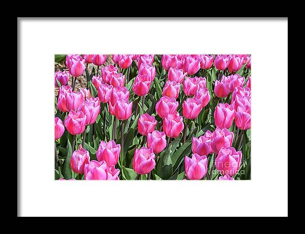 Tulips Framed Print featuring the photograph Tulips in pink color by Patricia Hofmeester
