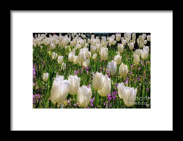 Tulip Framed Print featuring the photograph Tulips in White by D Davila