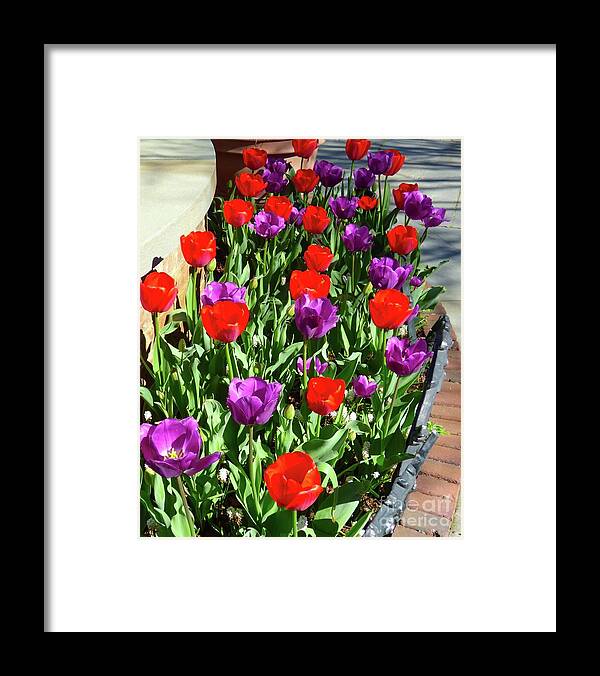Tulip Framed Print featuring the photograph Tulips by Jean Wright