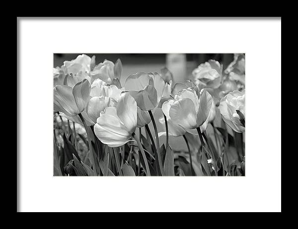 Tulips Framed Print featuring the photograph Tulips by JoAnn Lense