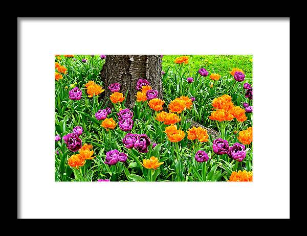Tulips Framed Print featuring the photograph Tulips by Monika Salvan