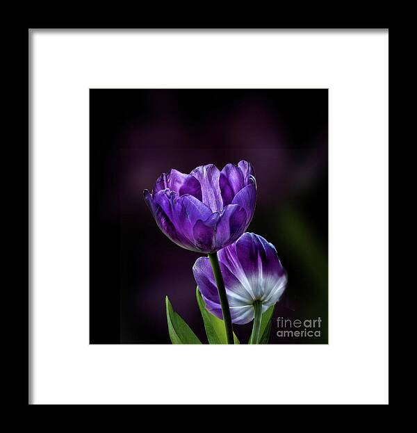 Tulips Framed Print featuring the photograph Tulips by Shirley Mangini