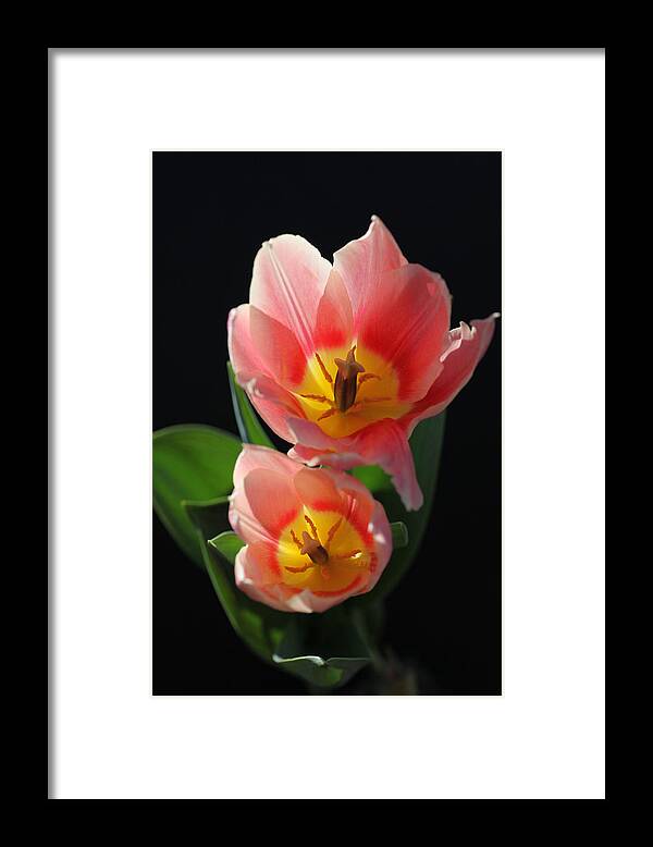 Tulips Framed Print featuring the photograph Tulips by Tammy Pool