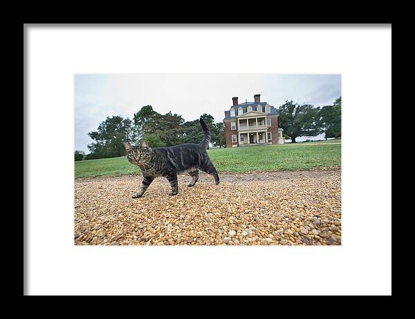 Cat Framed Print featuring the photograph Tuna The Cat by Mark Currier