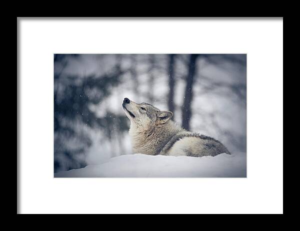 Snow Framed Print featuring the photograph Tundra Wolf Winter by Scott Slone