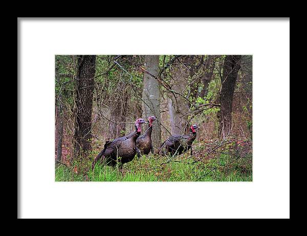 Turkey Framed Print featuring the photograph Turkey Hunting #1 by Susan Rissi Tregoning
