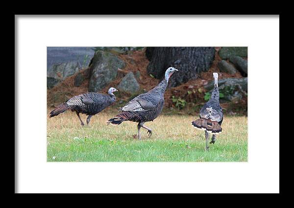 Wild Turkeys Weld Maine Birds Framed Print featuring the photograph Turkey Trio by Barbara Smith-Baker