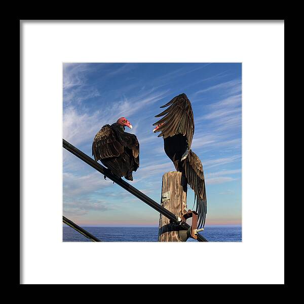 Turkey Vultures Framed Print featuring the photograph Turkey Vulture Peek a Boo by Kathleen Bishop