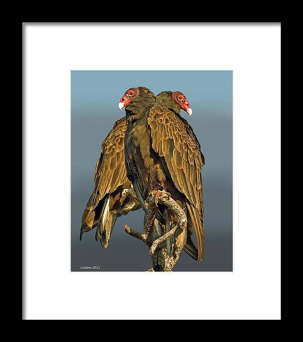Turkey Vultures Framed Print featuring the photograph Turkey Vultures 2 by Larry Linton