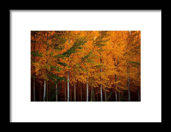 Fall Framed Print featuring the photograph Turning into Gold by Dan Mihai