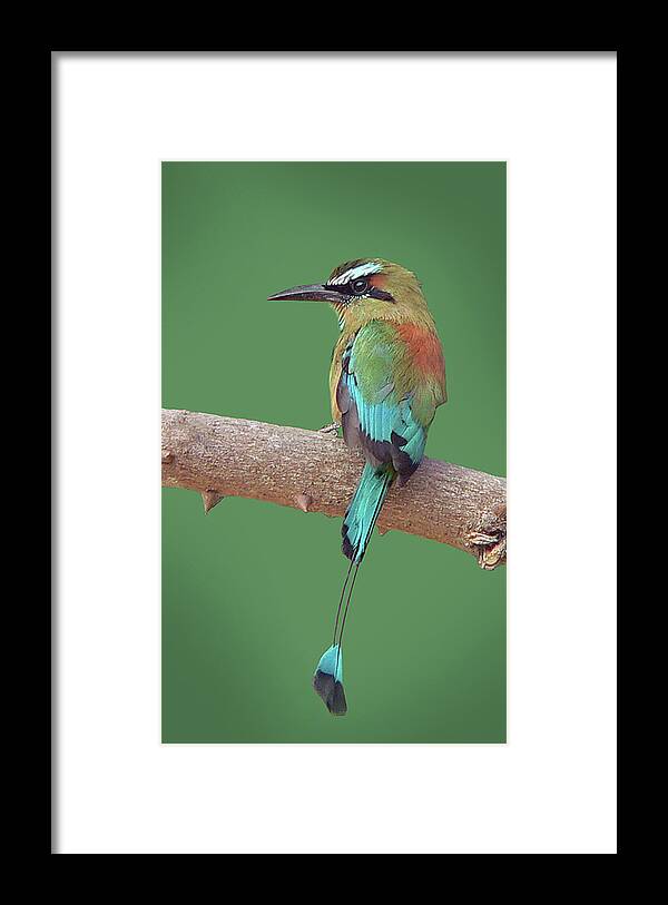Turquoise-browed Motmot. Motmot Framed Print featuring the photograph Turquoise-browed Motmot by Larry Linton