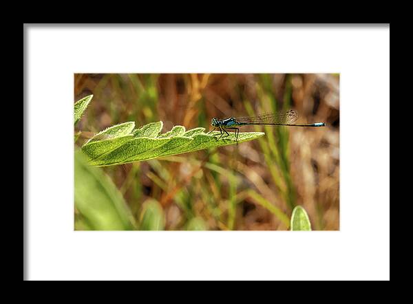 California Framed Print featuring the photograph Turquoise Dragonfly on Green Leaf Lake Skinner California by Adam Rainoff