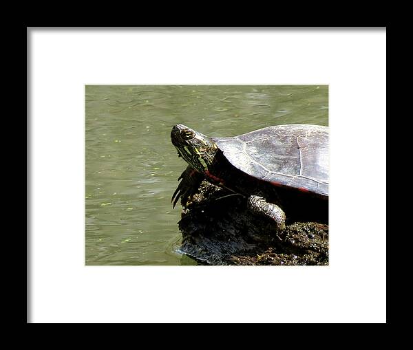 Nature Framed Print featuring the photograph Turtle Bask by Azthet Photography