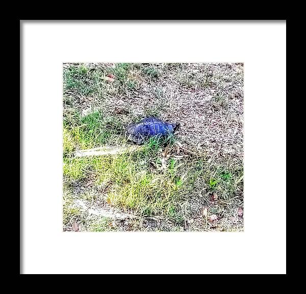Turtle Framed Print featuring the photograph Turtle Crossing by Suzanne Berthier