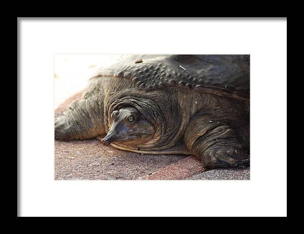 Turtle Framed Print featuring the photograph Turtle by Michael Albright